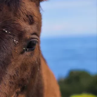 Photo of the horse edited with Velvia preset