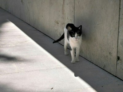 Cat in the shades of Delphi, Greece