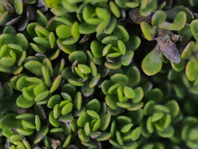 Crassula ovata macro photograph before edit