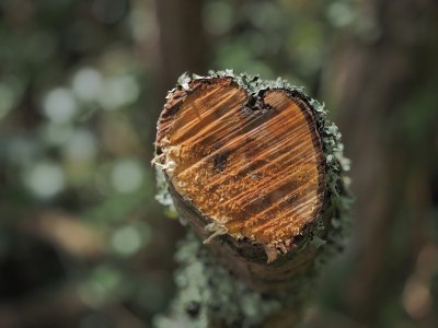 Base unedited photo of a branch