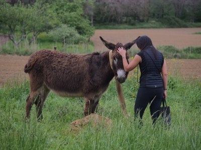 Before edit of the photo of a woman touching a donkey