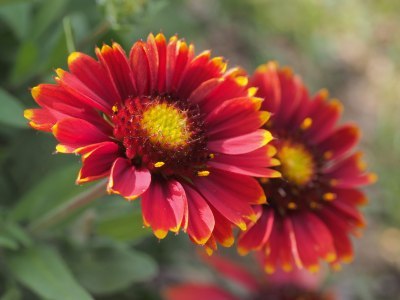 Red flower, Gaillardia, unedited