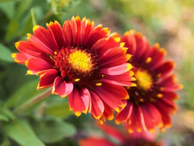 Gaillardia flower macro shot, after velvia preset applied