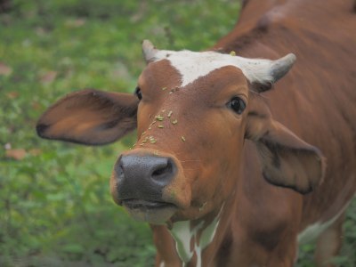 unedited photo of the cow