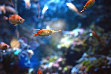 Colorful fishes