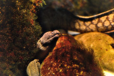 Sea snake behind rocks in its tank