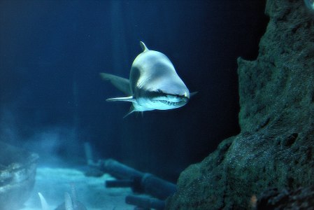 Shark swimming toward the camera