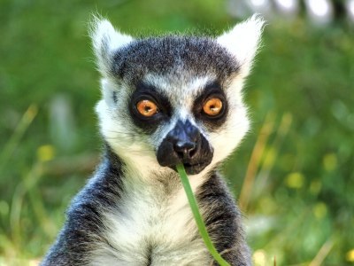 Lemur looking straight