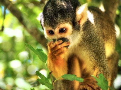 Suprised monkey