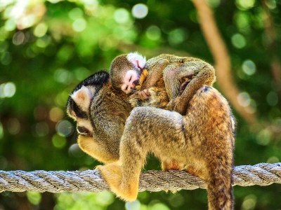 Baby monkey on the back of mom