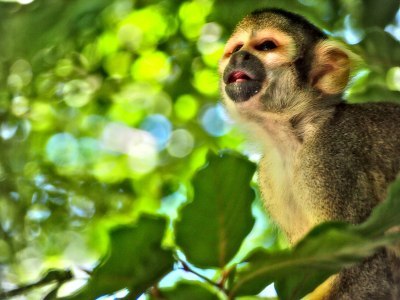 Monkey looking up