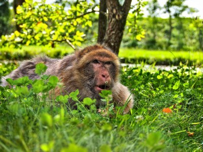 Monkey smelling a flower