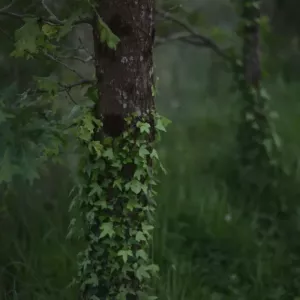 Unedited image