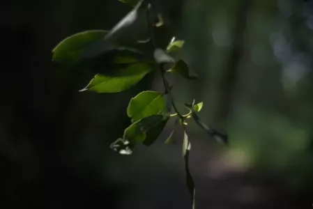 Unedited image