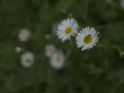 Unedited image
