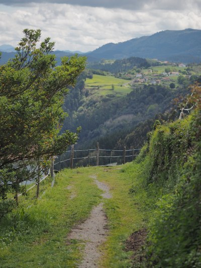 Unedited green landscape