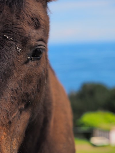 Unedited version of horse eye photo