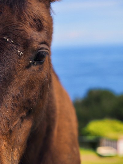 Photo of the horse edited with Velvia preset