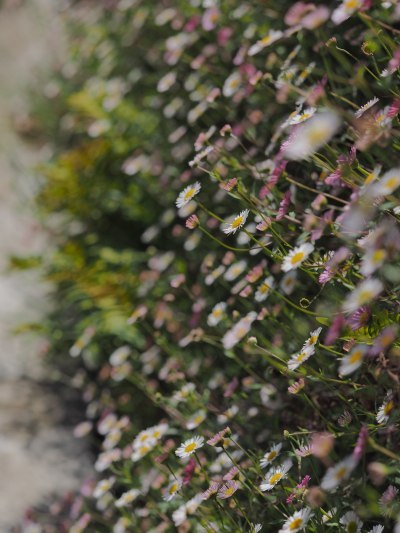 Vertical flower wall before post-editing