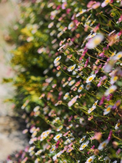 Edited wall of flowers